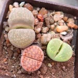 lithops mix