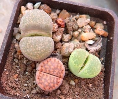 lithops mix