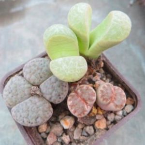 lithops mix