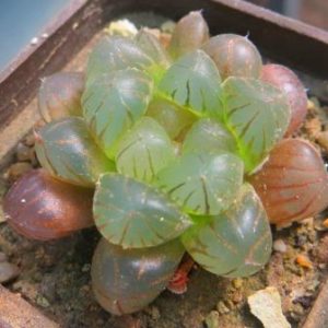 haworthia obtusa