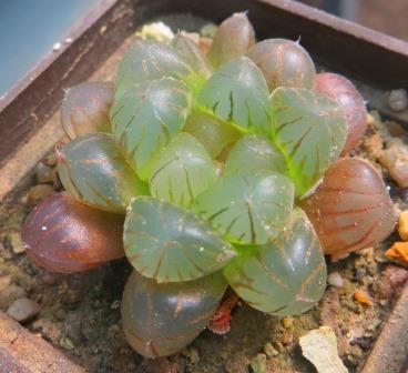 haworthia obtusa