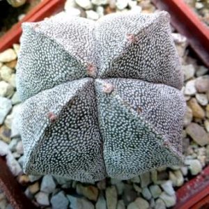astrophytum qwadriciststa ball