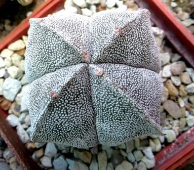 astrophytum qwadriciststa ball
