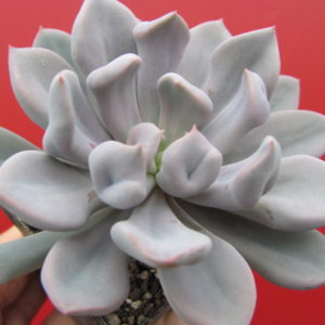 Echeveria  Cupid