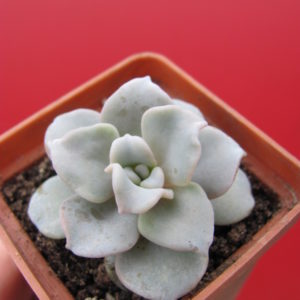 Echeveria    Crispate   Beauty