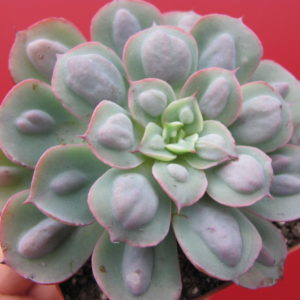 Echeveria   Raindrops x Parva