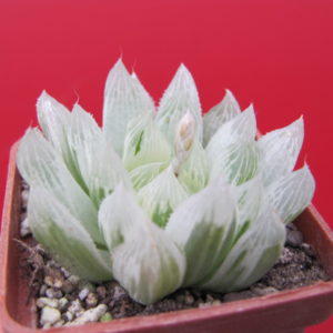 Haworthia   cooperi variegata