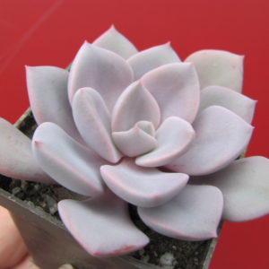 Echeveria  Debbie