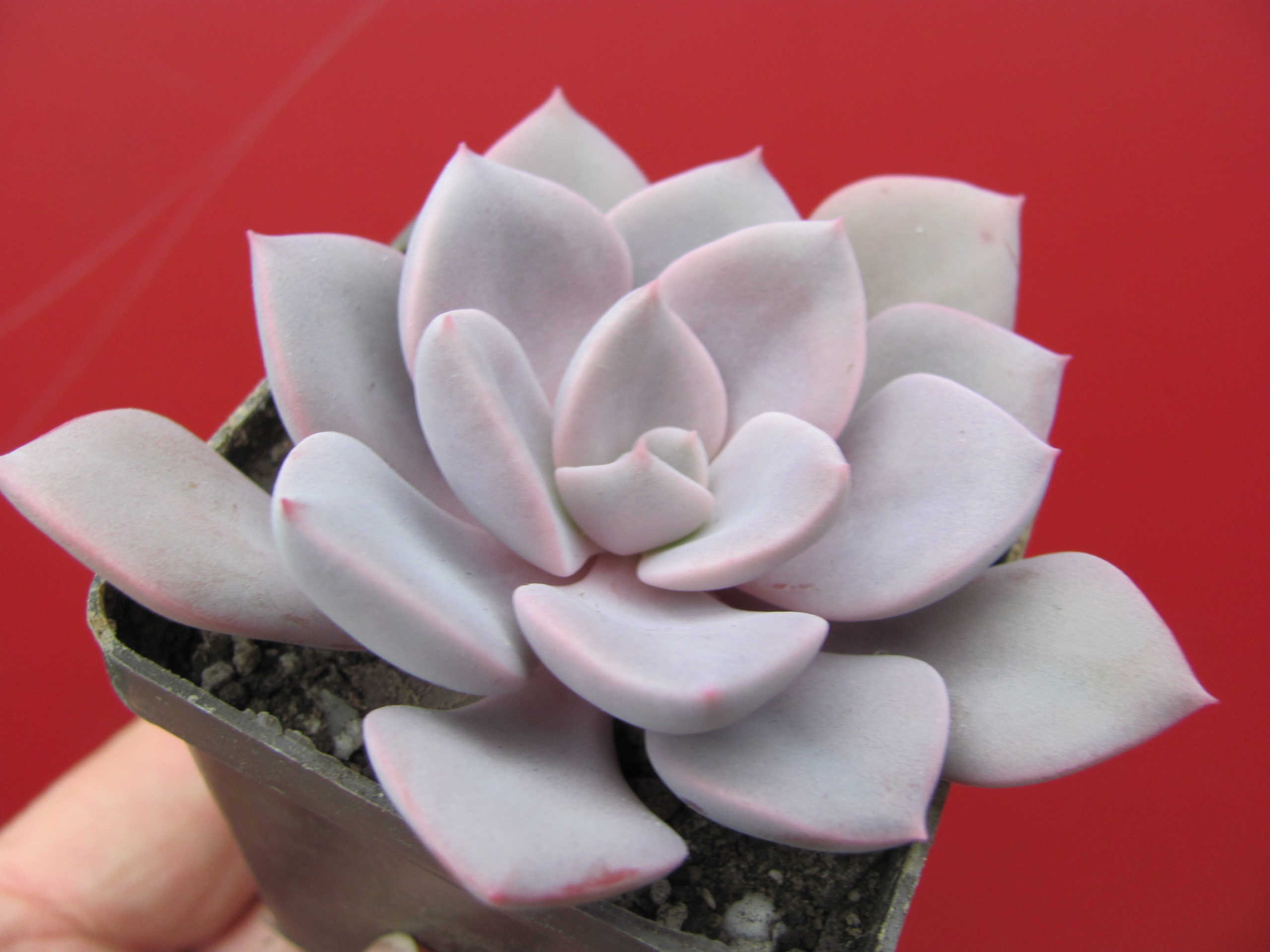 Echeveria  Debbie