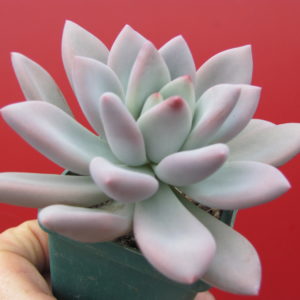 Pachyveria   Opalina
