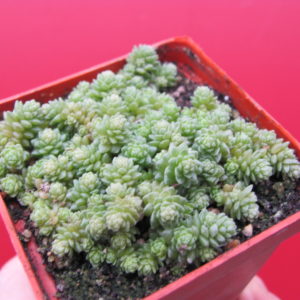 Sedum compactum