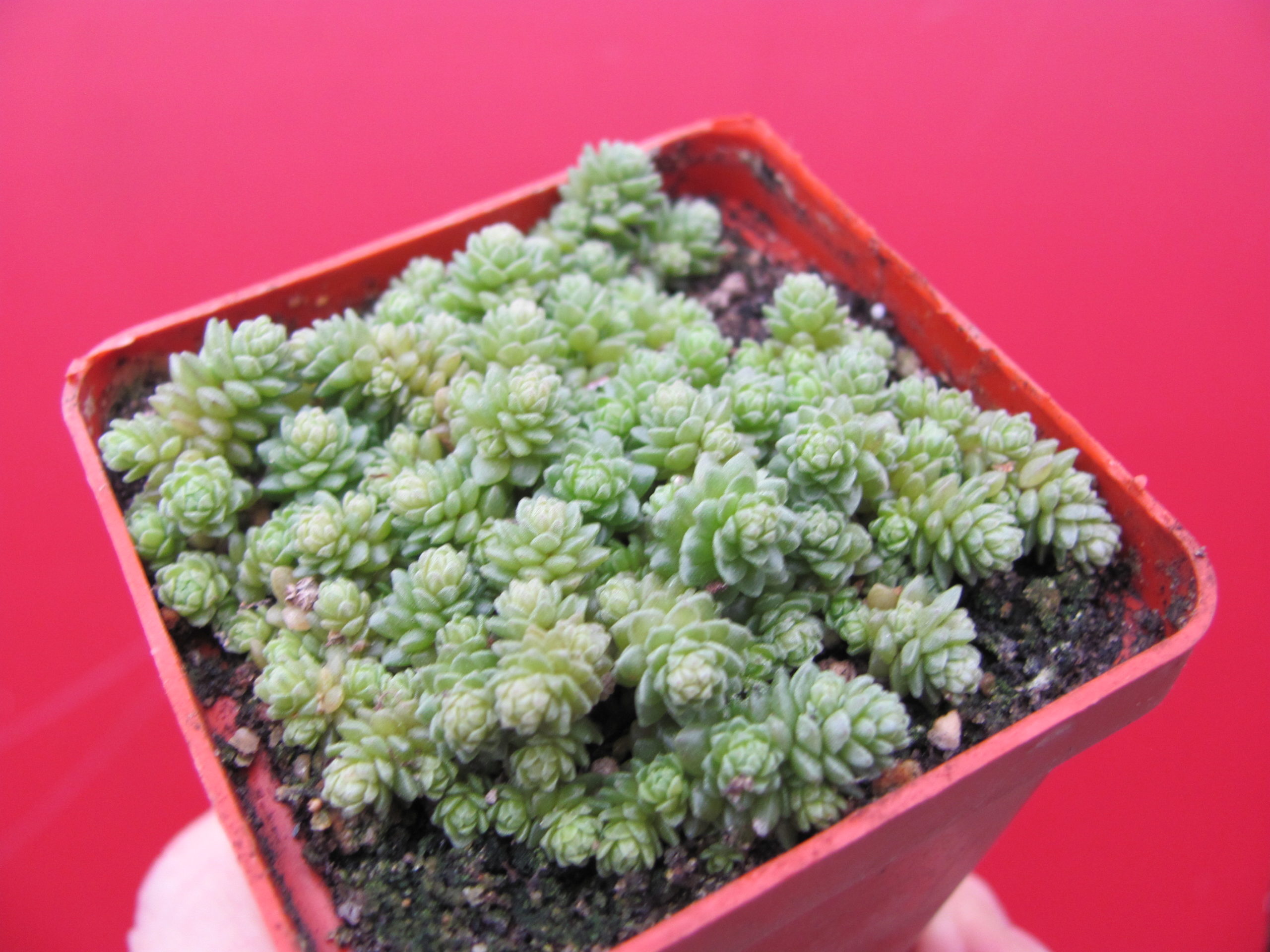 Sedum compactum