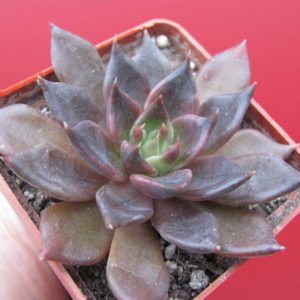 Echeveria    Alfred Graf