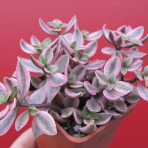 Crassula volkensii variegata