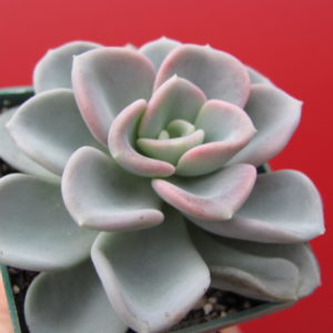 Echeveria  Orpet