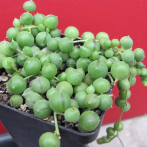 Senecio rowleyanus