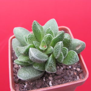 Crassula  hybr.      ( hybrid  Lipskiy )