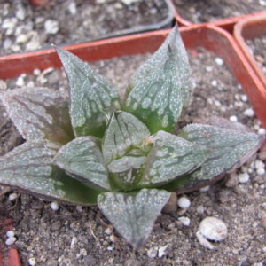 Haworthia     Black Major