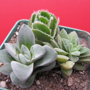 Crassula   3 разом