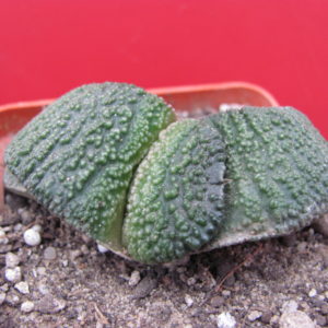 Gasteria   armstrongii     Japan