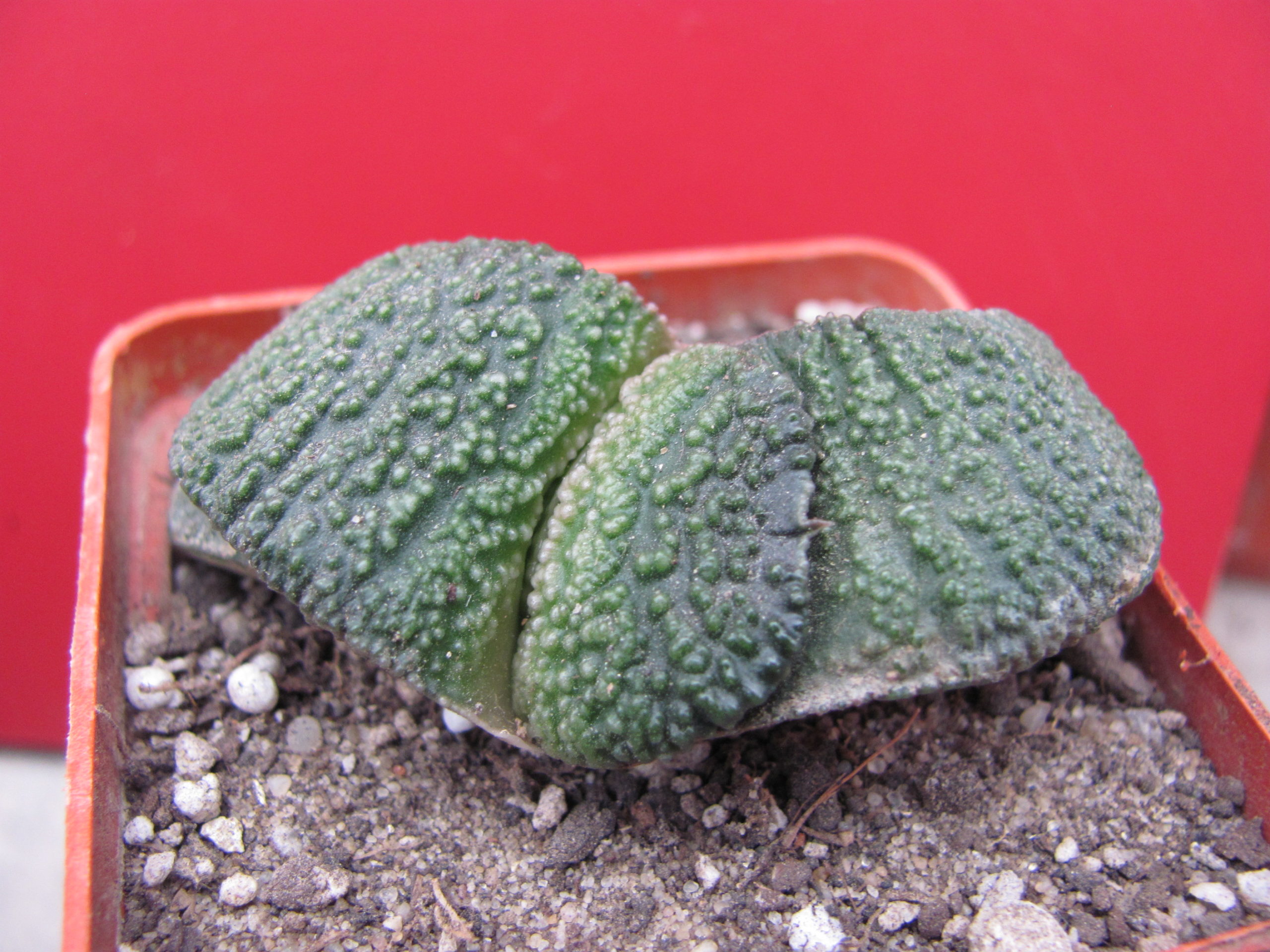 Gasteria   armstrongii     Japan