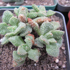 Crassula     ausensis  titanopsis