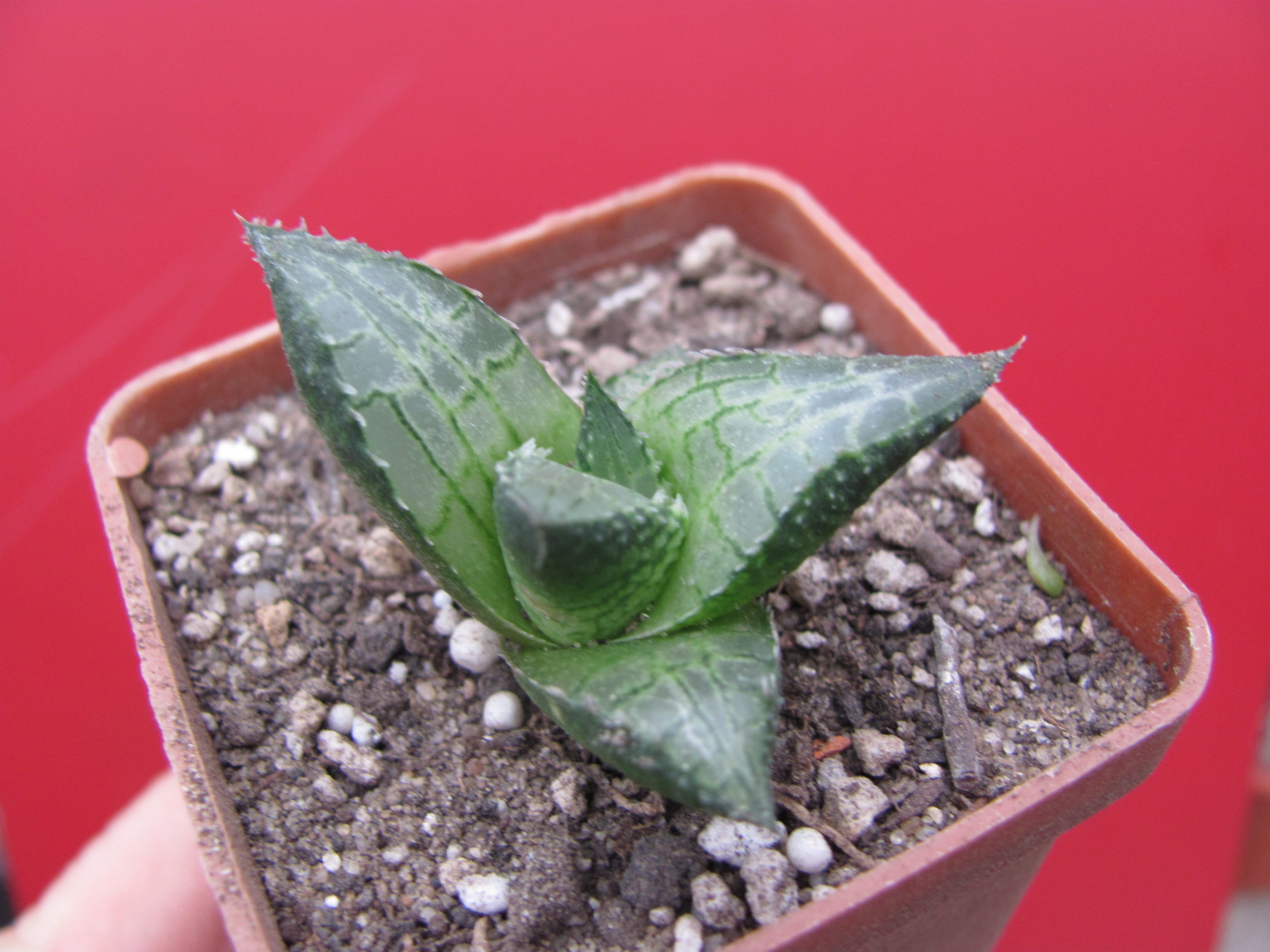 Haworthia  tessellata    Parva
