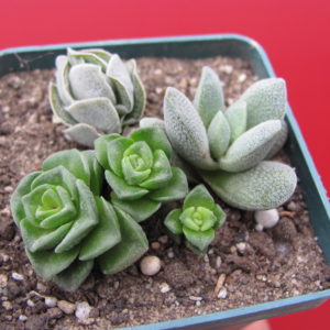 Crassula     3 разом