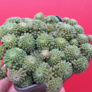 Monanthes    polyphylla