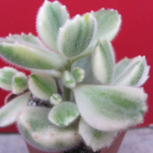 Cotyledon  tomentosa variegata