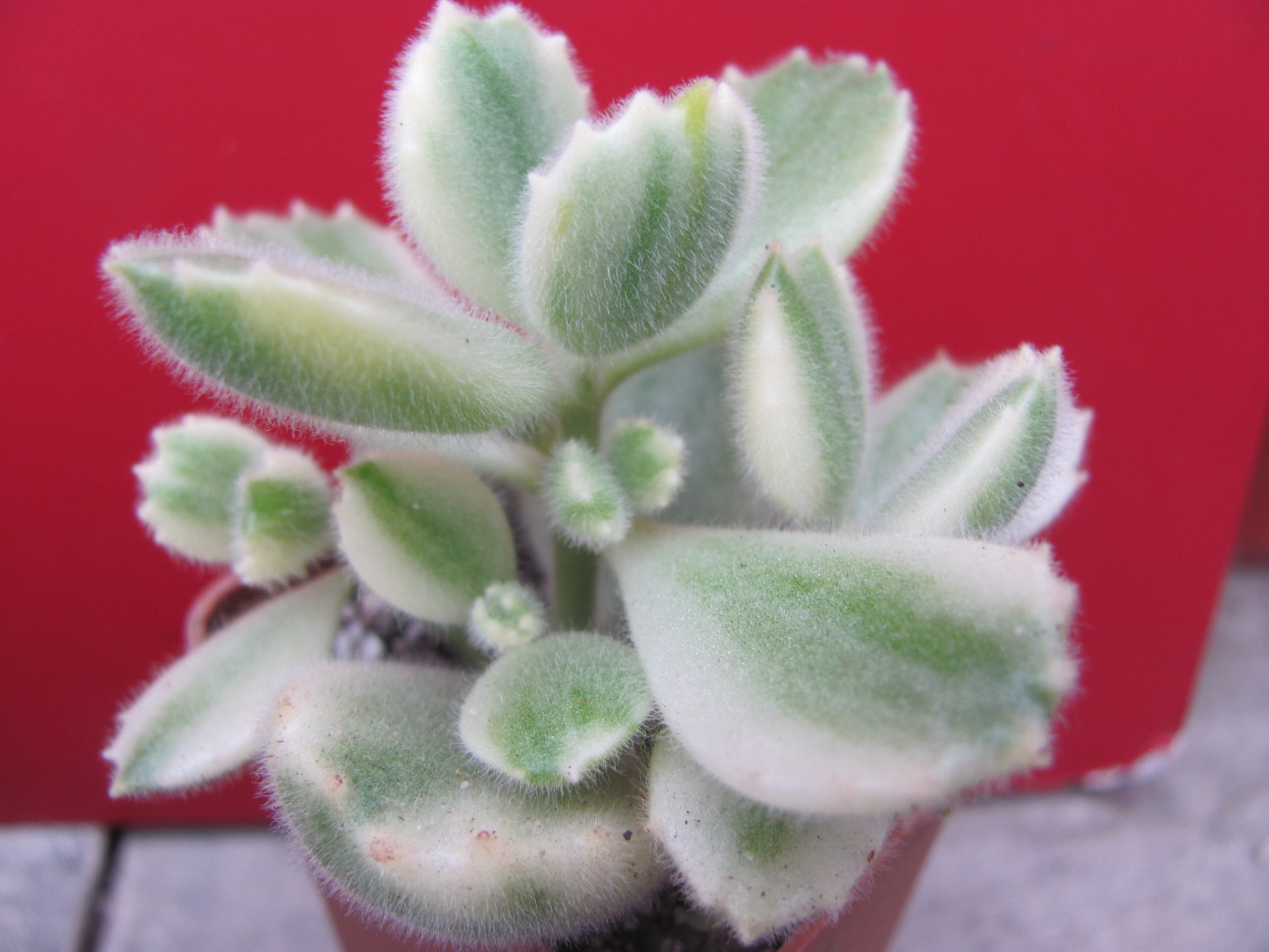 Cotyledon  tomentosa variegata