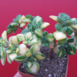 Aeonium lindleyi  variegata