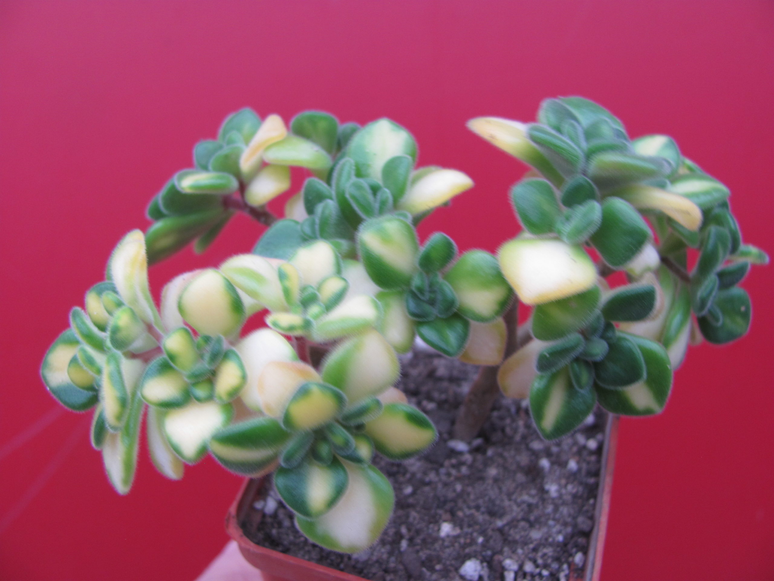 Aeonium lindleyi  variegata