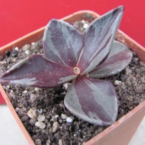 Lenophyllum guttatum  variegata