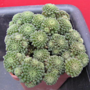 Monanthes   polyphylla