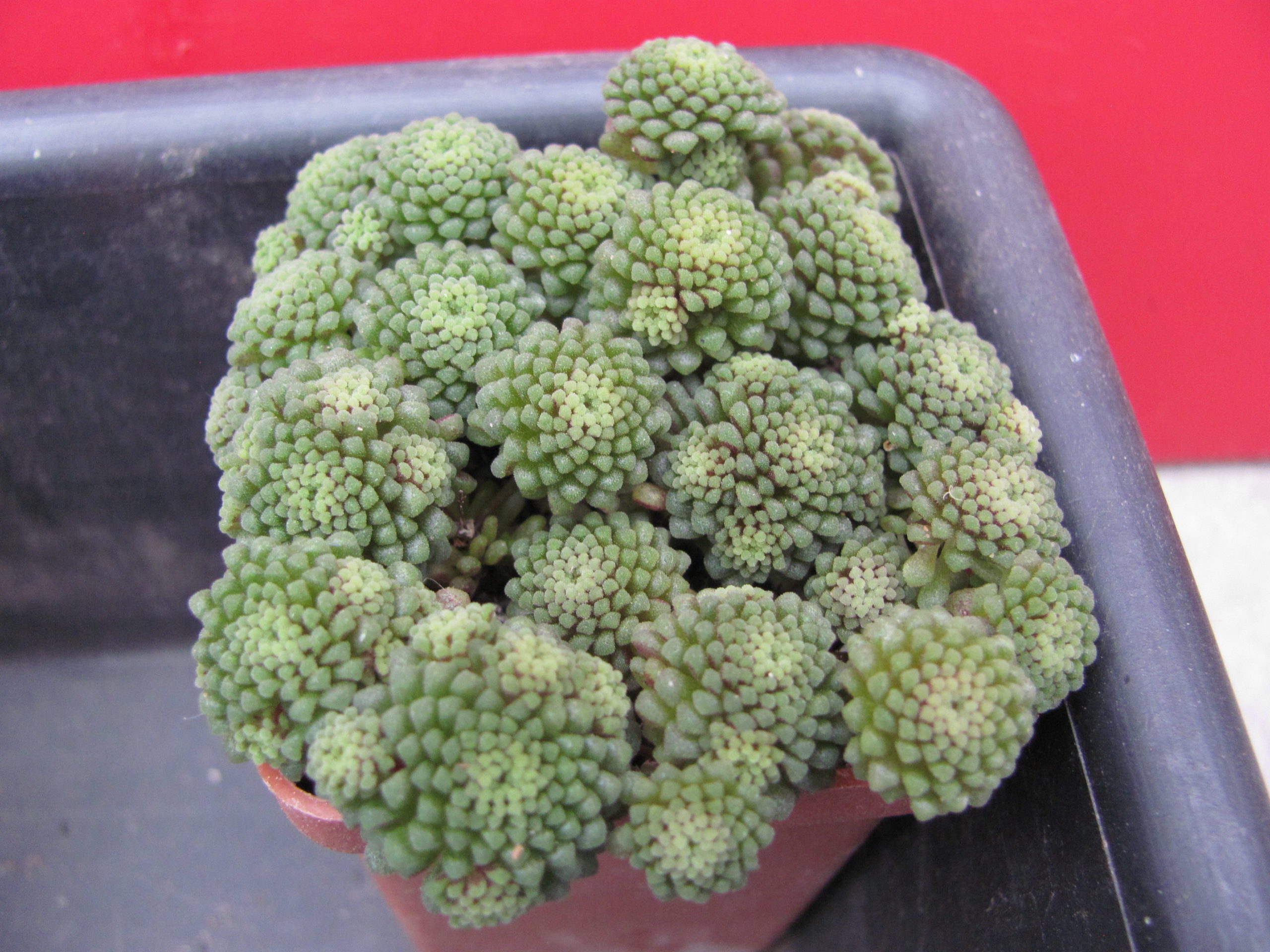 Monanthes   polyphylla