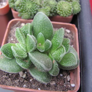 Crassula   hybr.     ( hybrid  Lipskiy )