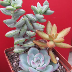Crassula   3 разом