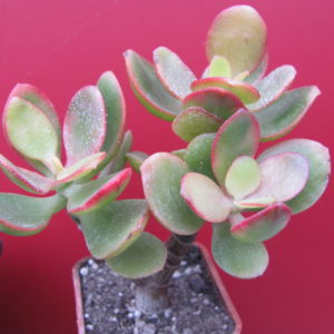 Crassula   Hummels  Sunset     F2