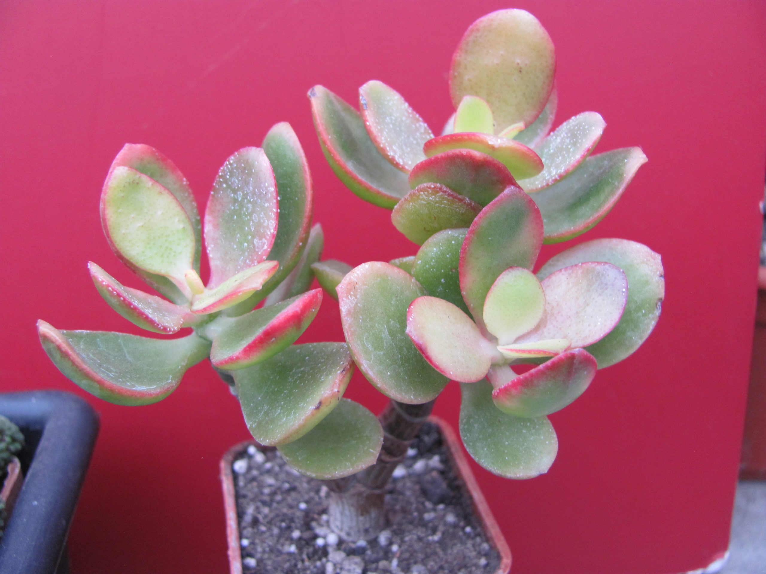 Crassula   Hummels  Sunset     F2