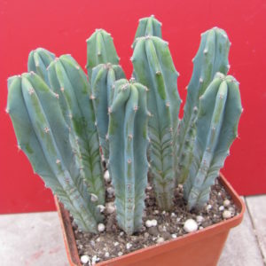 Myrtillocactus   geometrizans