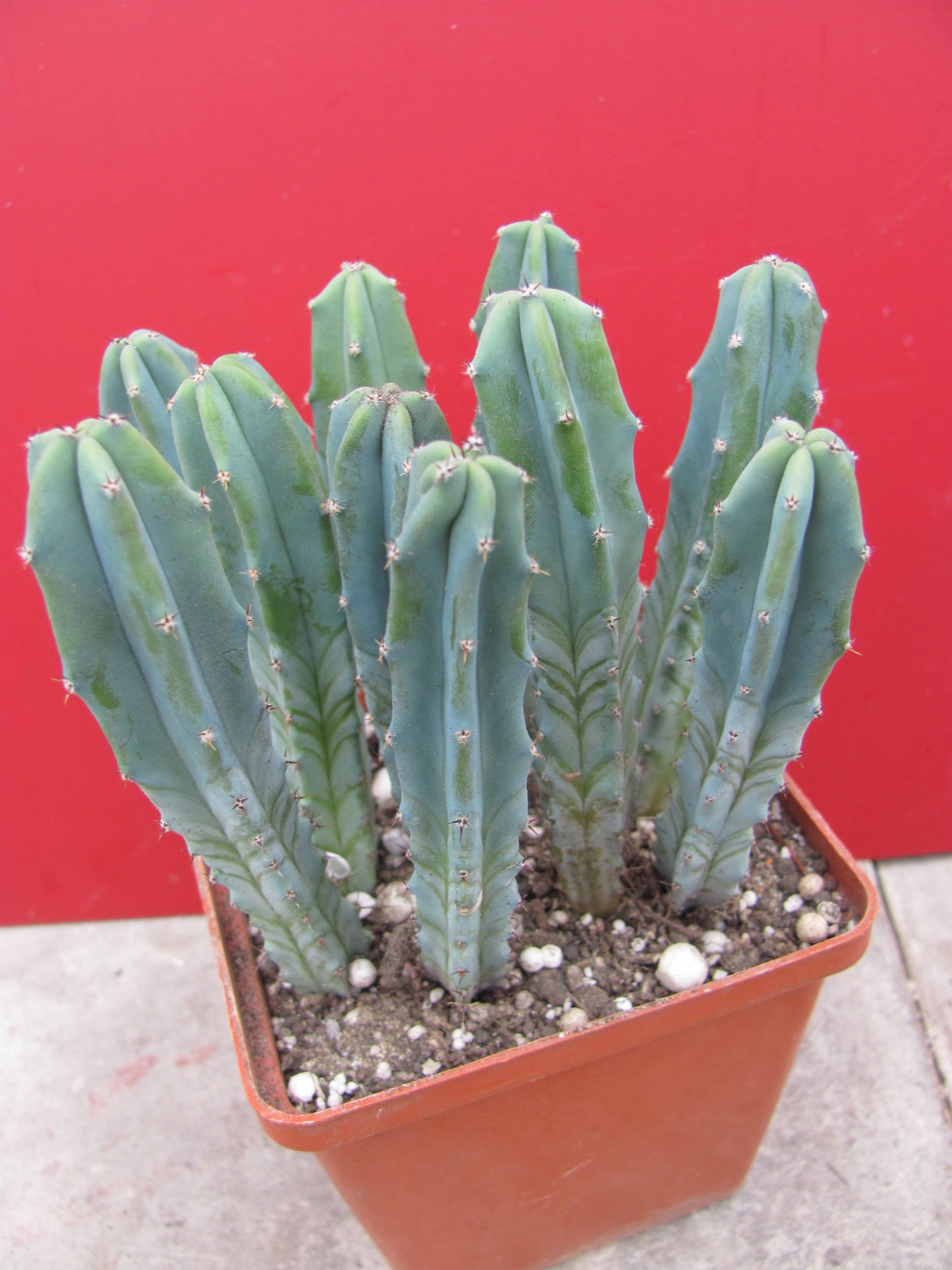 Myrtillocactus geometrizans