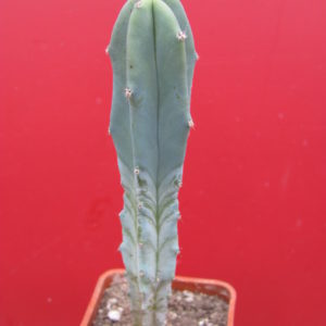 Myrtillocactus  geometrizans