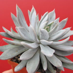 Echeveria  craigana  Chihuahua