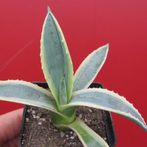Agava  sp.      ( salmiana )