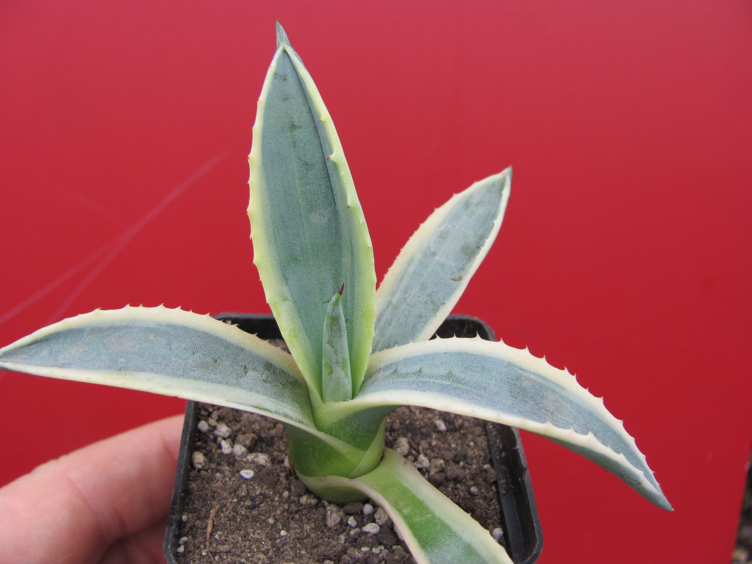 Agava  sp.      ( salmiana )