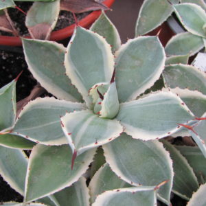 Agava potatorum  *Kissho Kan*    variegata