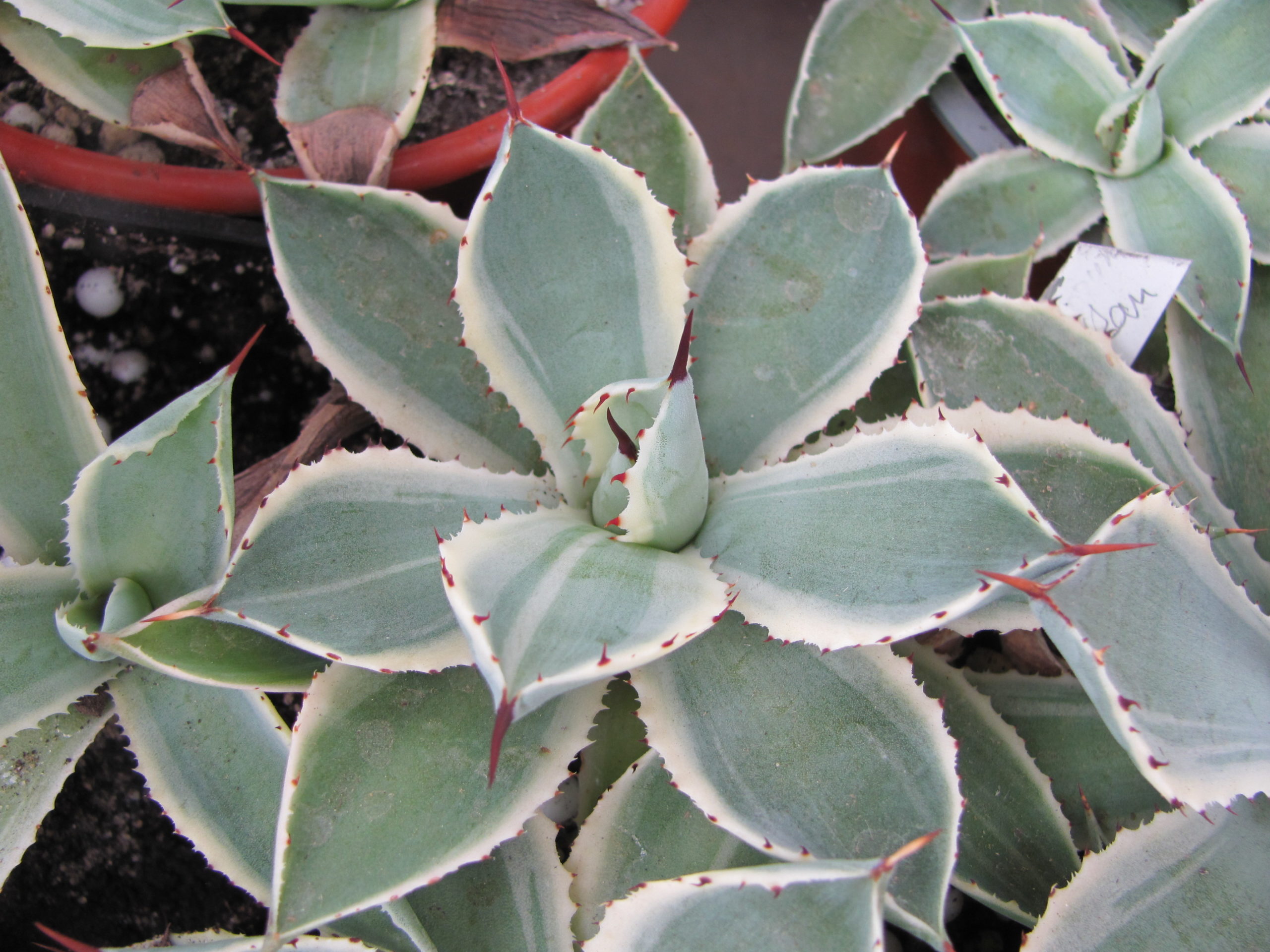 Agava potatorum  *Kissho Kan*    variegata