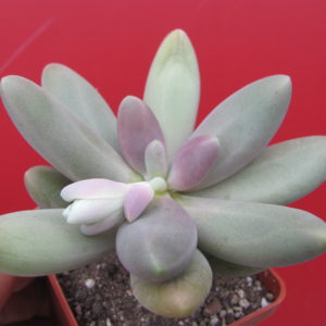 Pachyphytum   *Capitan  Jessop*