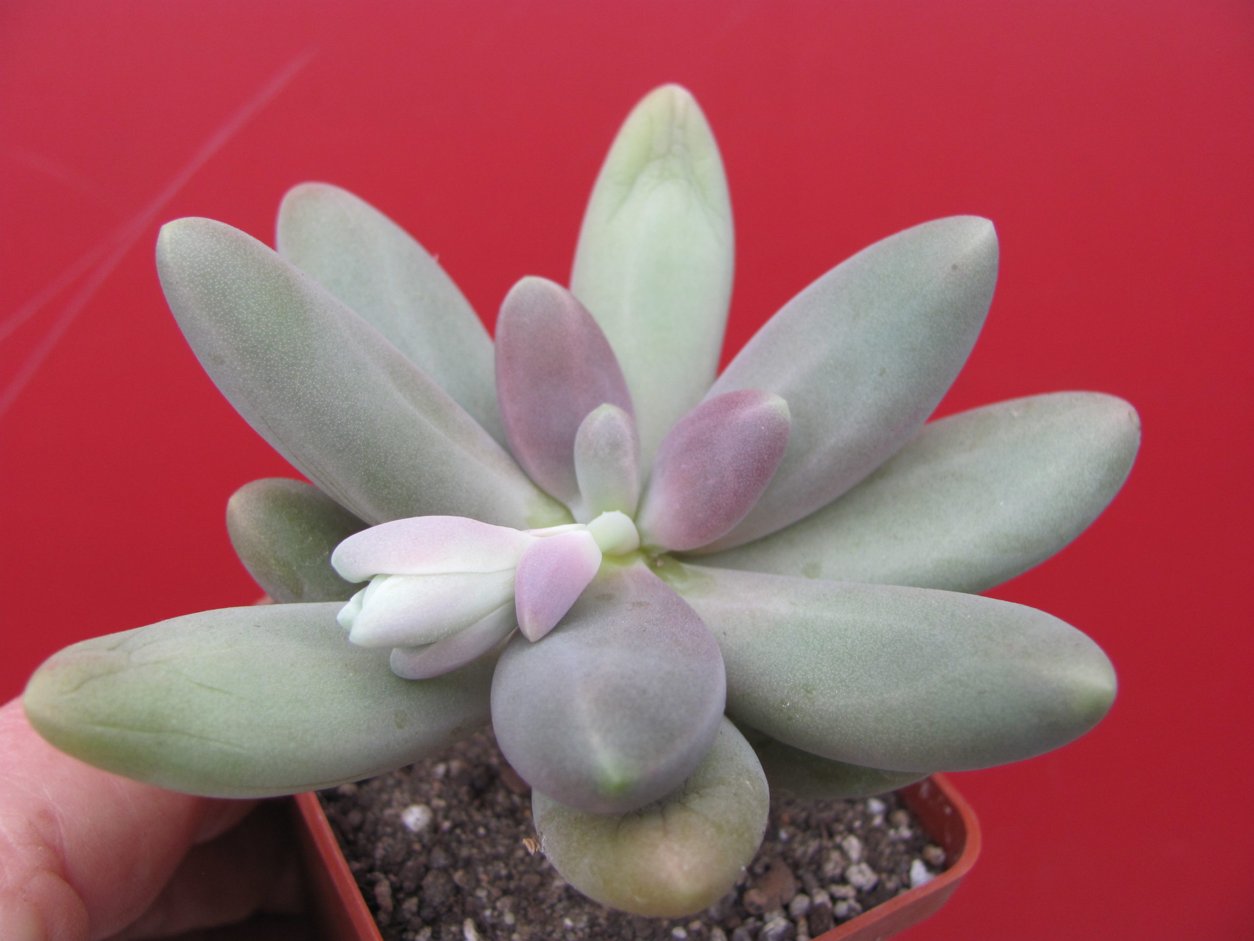 Pachyphytum   *Capitan  Jessop*